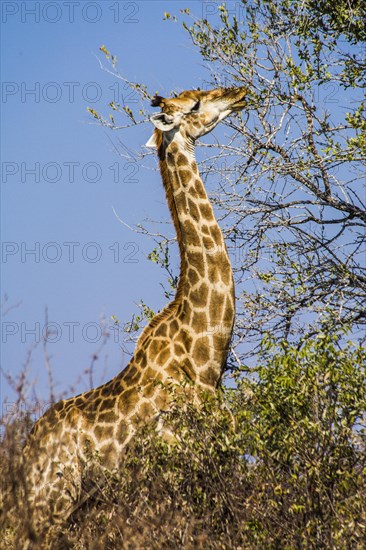 Giraffe