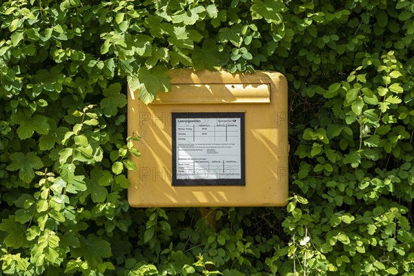 Letterbox in a hedge
