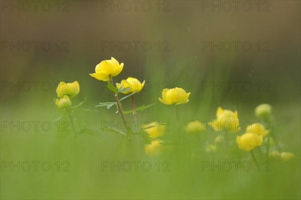 European globeflowers