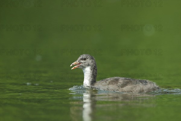 Juvenile swimming common coot