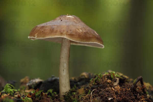 Fawn roof fungus