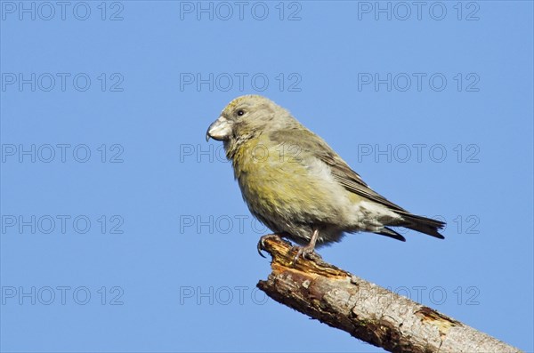 Parrot Crossbill