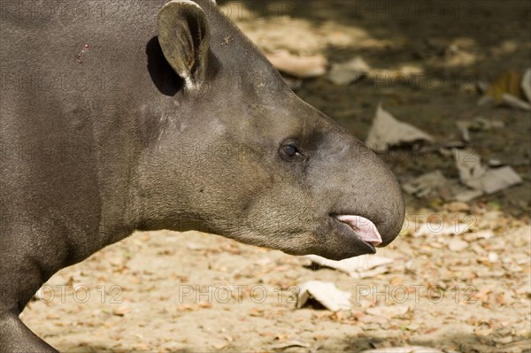 Lowland tapir