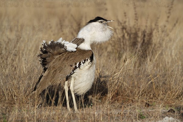 Australian australian bustard