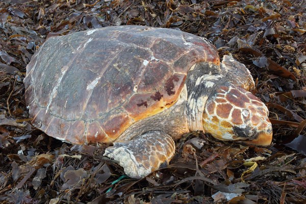 Loggerhead turtle