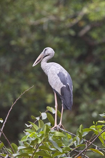 Silver Clawbill