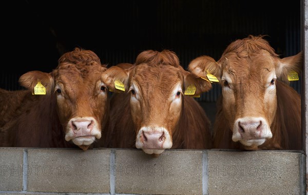 Limousin cattle