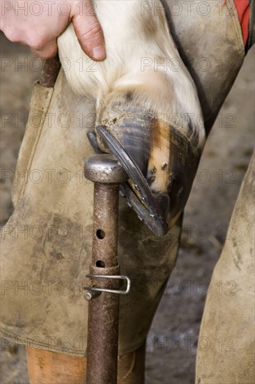 Inspection of newly fitted horseshoes