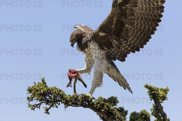 Martial eagle