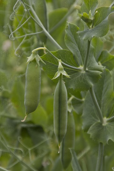 Ready to pick peas in pods