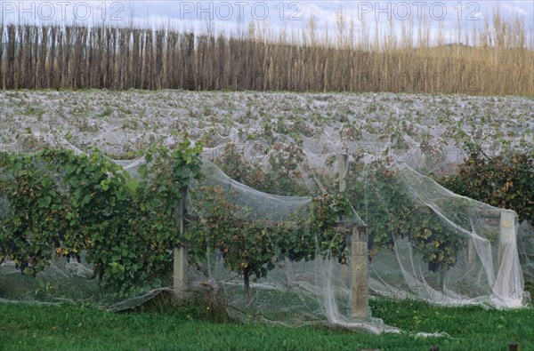 Vineyard with rows of vines covered with netting to protect them from bird damage