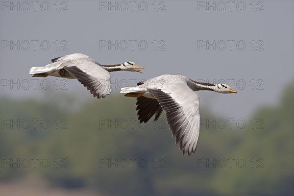 Bar-headed Goose