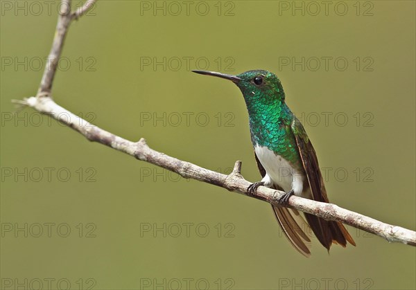 Snowy-bellied Hummingbird