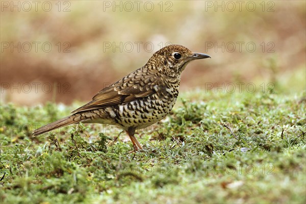 Bassian Thrush