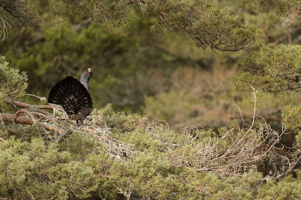 Western Capercaillie