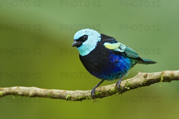 Blue-necked Tanager