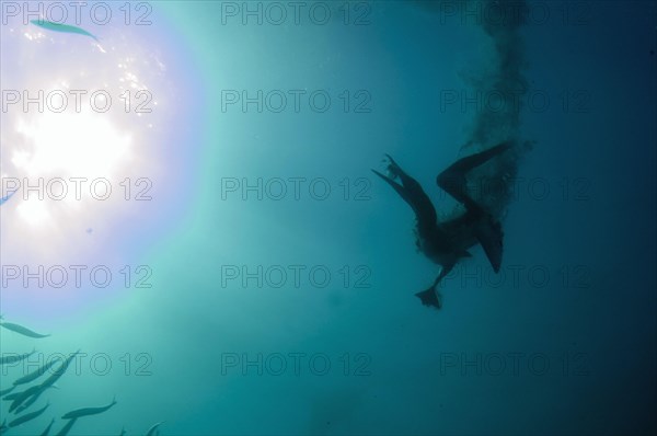 Cape gannet