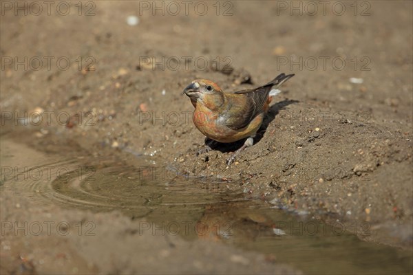 Spruce Crossbill