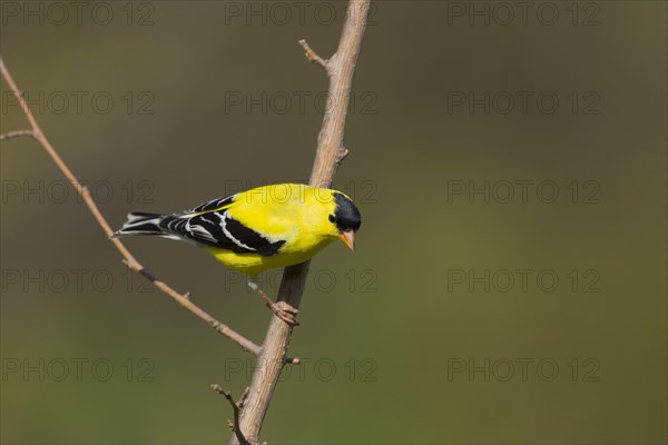 American american goldfinch