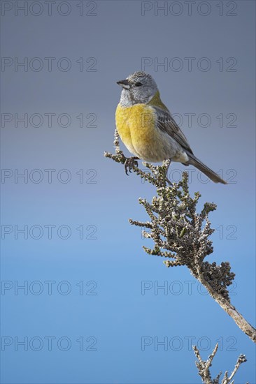 Grey-hooded sierra finches