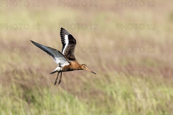 Flying Black tailed Godwit in summer plumage