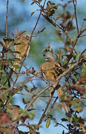 Speckled Mousebird