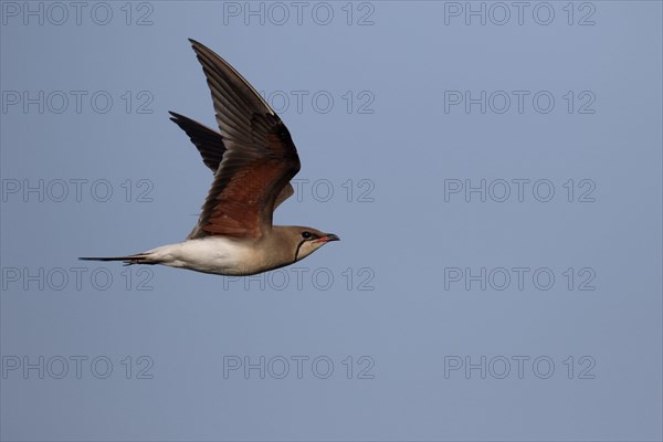 Collared Pratincole