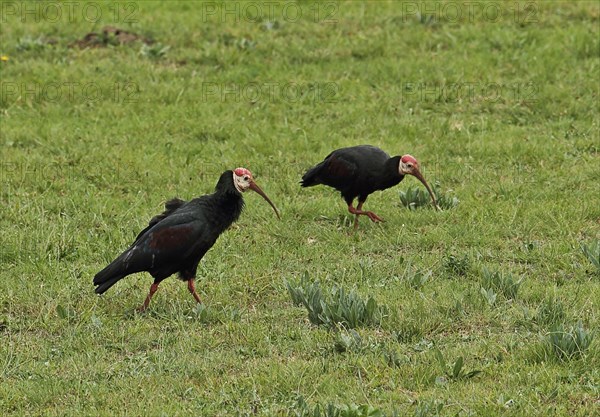 Southern Bald Ibis