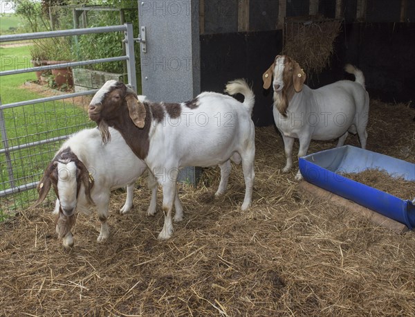 Boer goats