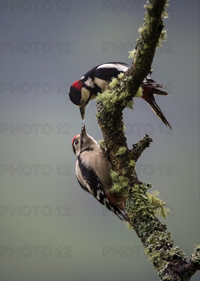 Great Spotted Woodpecker