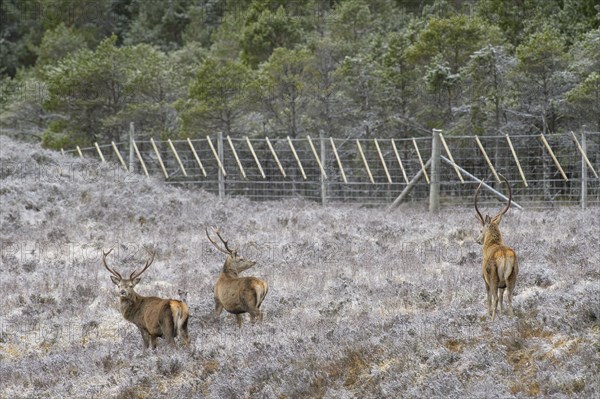 Red deer