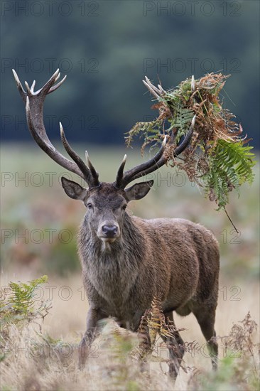 Red Deer