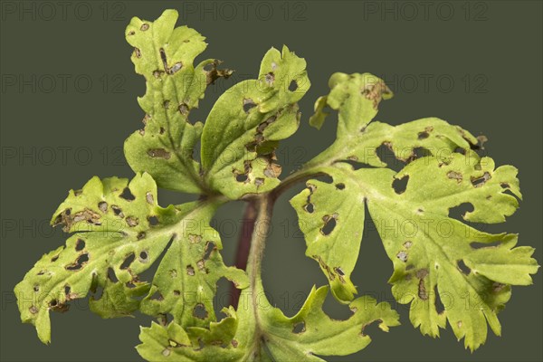 Flea beetle damaging holes in the leaves poppy anemone