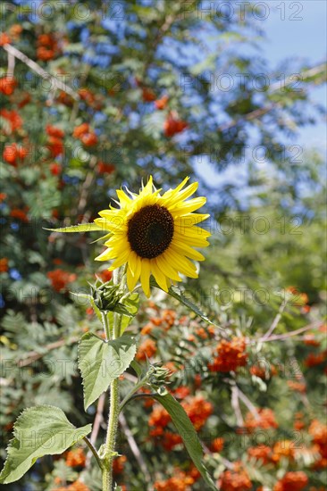 Sonnenblume