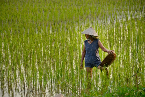 Rice cultivation