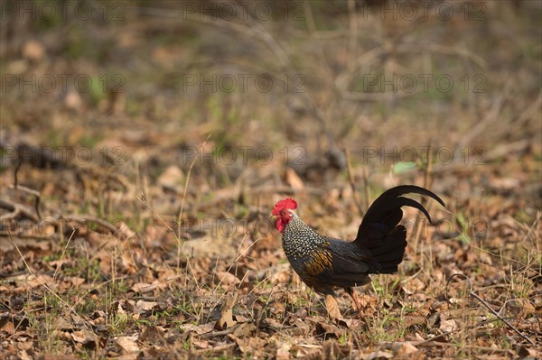 Grey grey junglefowl