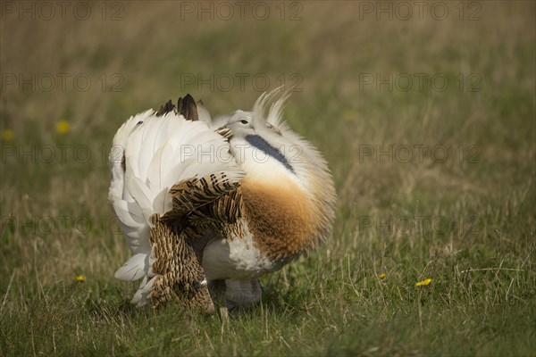 Great Bustard