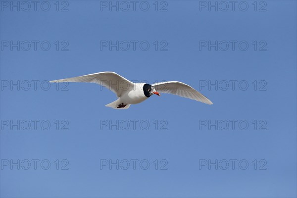 Adult mediterranean gull