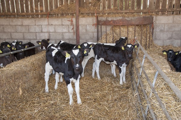 Holstein Friesian cattle