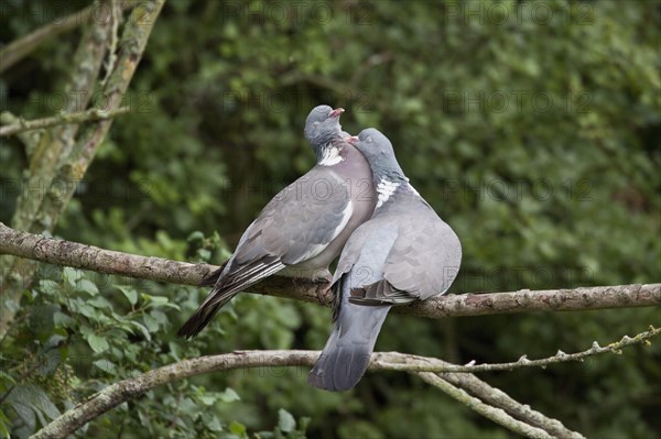 Wood Pigeon