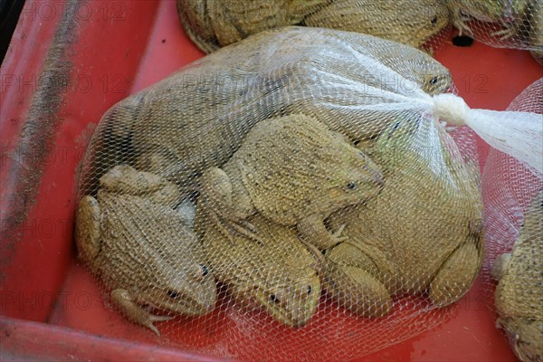 Chinese edible frogs