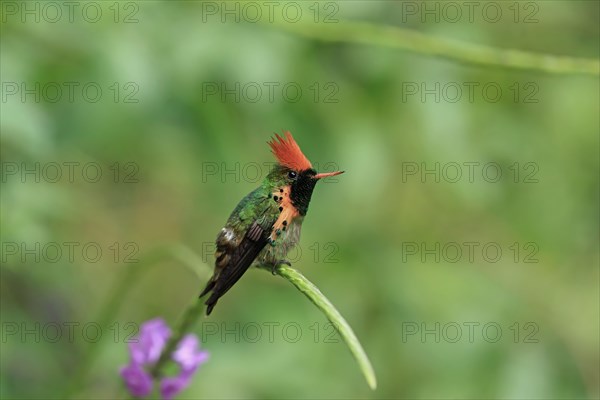 Tufted Coquette