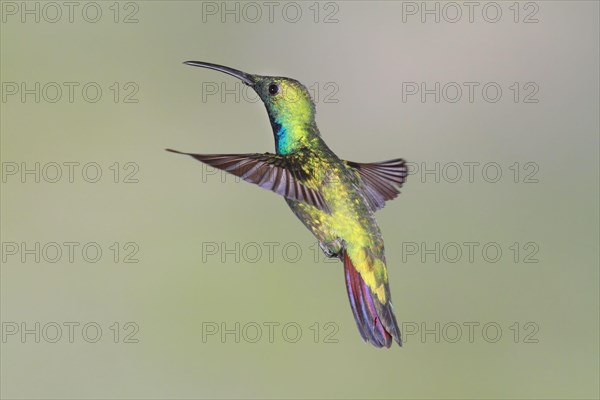 Green-breasted Mango