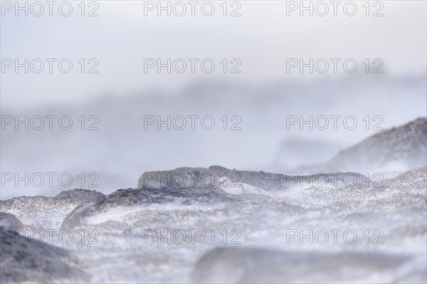 Rock Ptarmigan