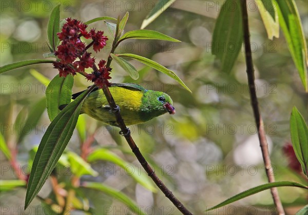 Blue-spotted Chlorophonia