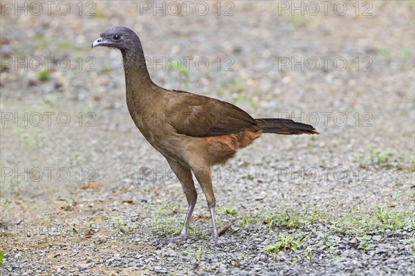 Rufous-vented chachalaca