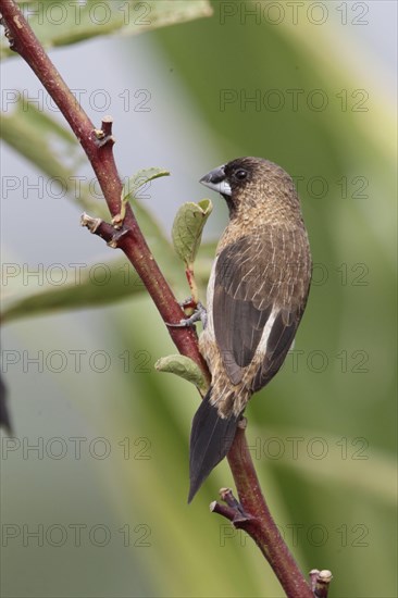 White-rumped munia