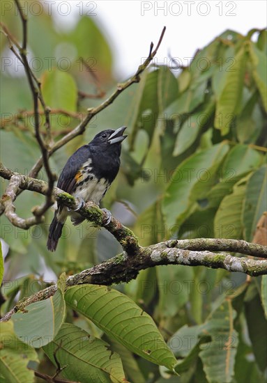 Spot-crowned Barbet