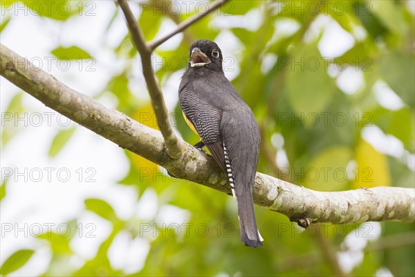 Black-throated Trogon