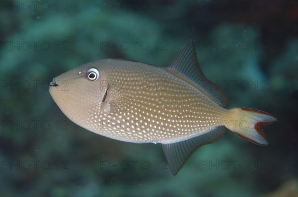 Gilded triggerfish